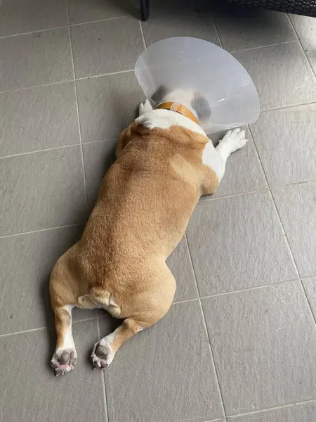 Bulldog Elizabeth tarzı yakalı, yerde yatıyordu.