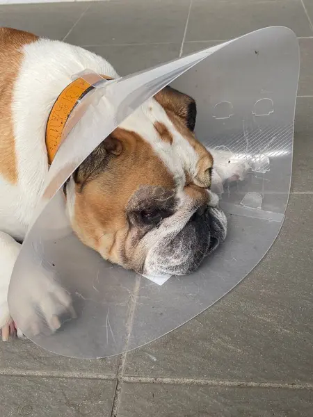 Bulldog Elizabeth tarzı yakalı, yerde yatıyordu.