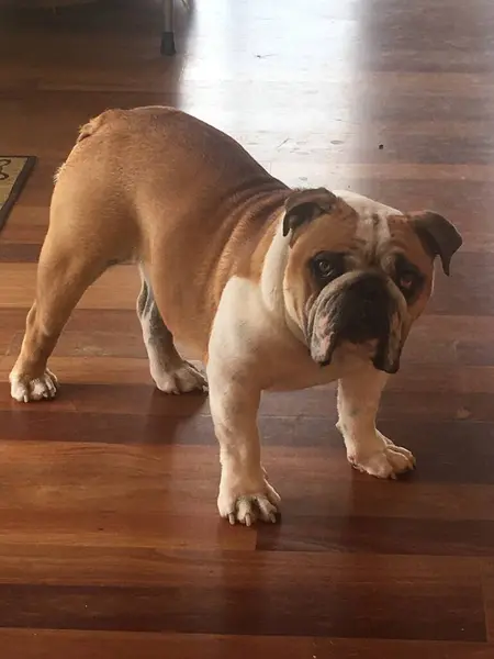 Bulldog tahta zeminde duruyor.
