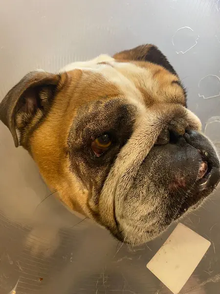 Bulldog Elizabeth yakası takıyor.