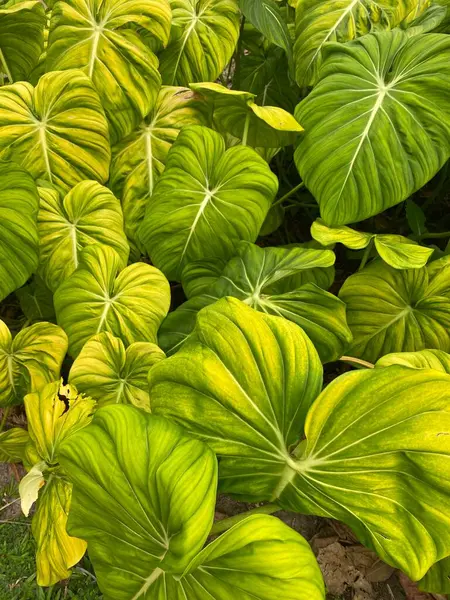 Büyük Vurucu Tropikal Palmiye Yaprakları