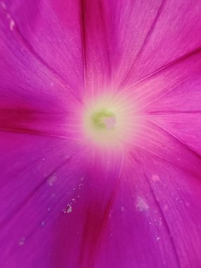 Bahçedeki güzel pembe çiçekler