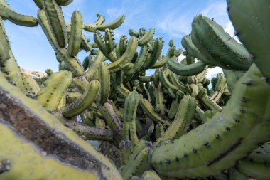 Kışın Malaga parkında büyük yeşil bir kaktüs. Çöldeki kaktüsü kapatın..