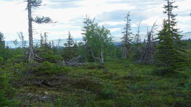 Riisitunturi Milli Parkı 'ndaki Karelia Dağı' nın tepesinden bir yaz akşamı.