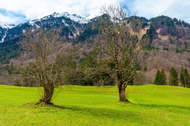 Bavyera Alplerinde yeşil çimenleri olan güzel dağ manzarası - ağaçlar, tarlalar, tepeler, bulutlu gökyüzü.