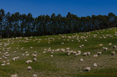 Yeni Zelanda 'nın yuvarlanan tarım arazilerinden geçen uzun çakıl yolu. 