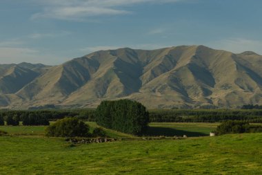 Yeni Zelanda 'nın güneyindeki Dağın Arkaplanlı Yeşil Tarlalar 