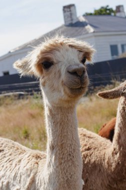 Alpaca, Yeni Zelanda 'da bir evin yakınındaki tarlada duruyordu.