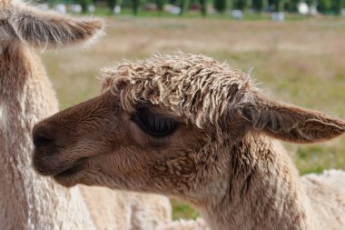Kahverengi bir alpaka 'nın kafasının yakın çekimi Yeni Zelanda' da öğleden sonra.