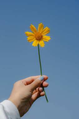 Açık mavi gökyüzüne karşı canlı sarı bir papatya tutuyor.