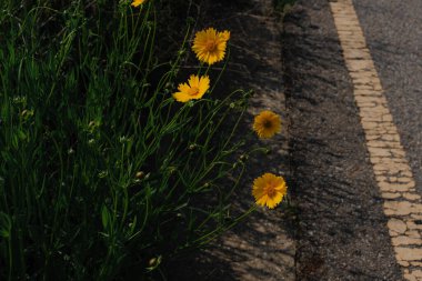 Yol kenarında büyüyen sarı çiçek kümesi
