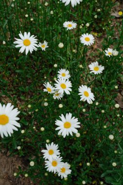 Doğal ortamlarda açan canlı beyaz papatyalar.
