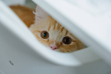 Çekmeceden dışarı bakan meraklı kedi yavrusu