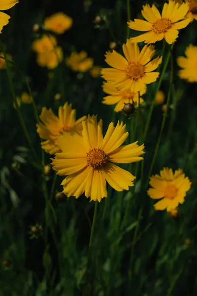 stock image Hand holding a single yellow flower against the sky