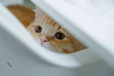 Çekmeceden dışarı bakan meraklı kedi yavrusu