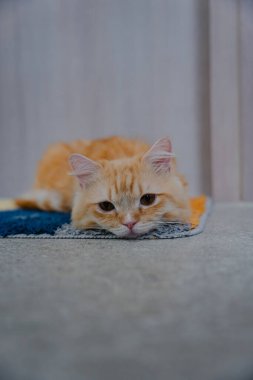 Renkli bir paspasın üzerine uzanmış turuncu tekir kedi