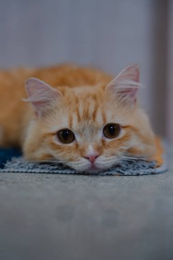 Turuncu tekir kedi, geniş gözlerle uzanıyor.