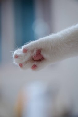 Kedi pençesi kapalı bir arkaplanda bulanık bir şekilde uzatıldı