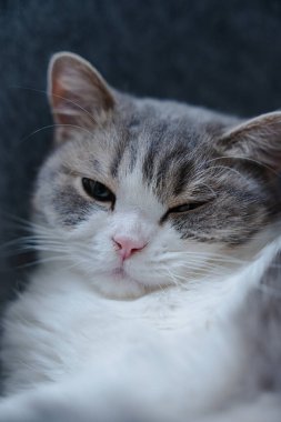 Bir kedinin yüzüne yakın çekim, bir gözü hafif açık.