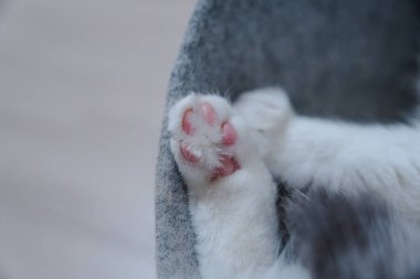 Kedi pençesi, kapalı bir ortamda dinleniyor.