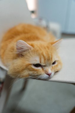 Kızıl kedi sakin bir ifadeyle bir sandalyede dinleniyor.