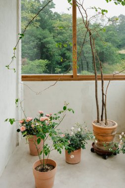 Geniş pencereli terasotta saksılarında kapalı bitkiler.