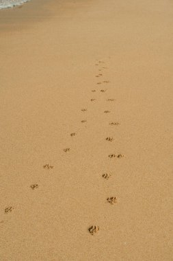 Dog paw prints on sandy beach near shoreline clipart