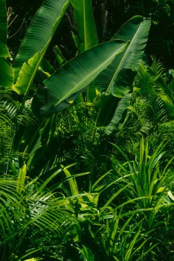 Yeşillik bahçelerdeki tropik yaprakların çeşitliliği