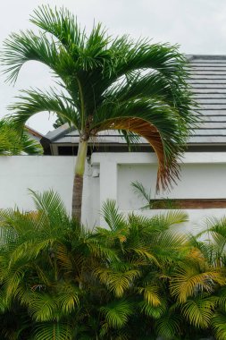 Beyaz bir duvar ve çatıya karşı yeşil palmiye ağacı