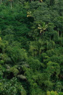 Çeşitli Ağaçlarla Yoğun Tropikal Yağmur Ormanları