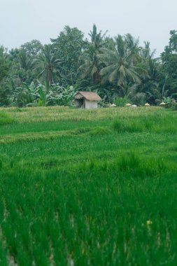 Tropikal bitkilerle çevrili küçük bir kulübesi olan kırsal pirinç tarlası.
