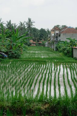 Arkasında geleneksel evler olan canlı yeşil pirinç tarlaları.