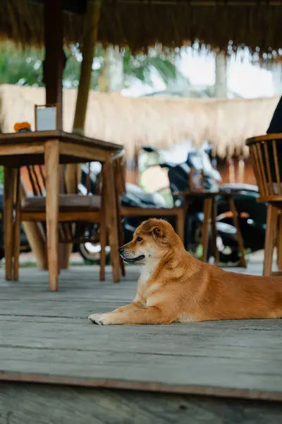 Kır evindeki ahşap bir barınağın altında dinlenen bir köpek.