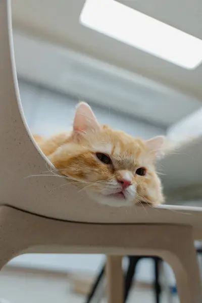 Kızıl kedi sandalyede dinleniyor, mutlu ve rahat görünüyor.