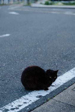 Caddenin kenarında oturan kara kedi