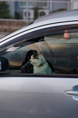 Arabanın içinde oturan kedi pencereden dışarı bakıyor.