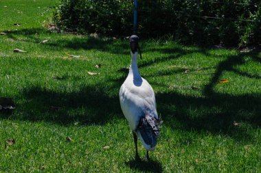 Ibis yemyeşil çimlerde yürüyor