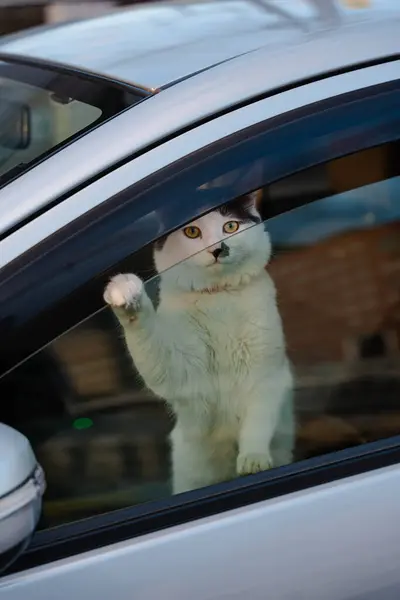 Pençelerini kaldırmış, arabanın camından bakan meraklı bir kedi.