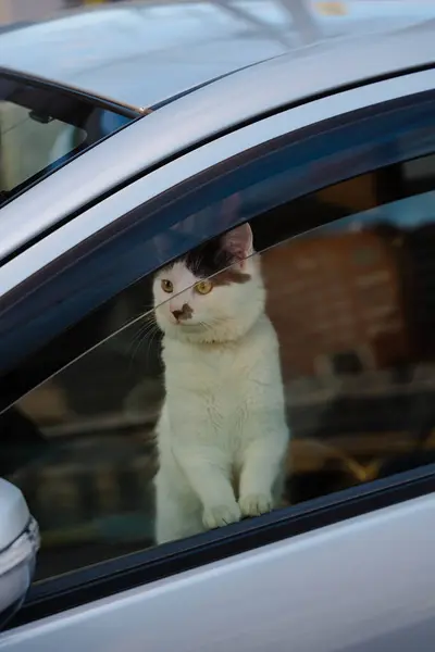 Arka ayaklarının üzerinde duran kedi pencereden dışarı bakıyor.