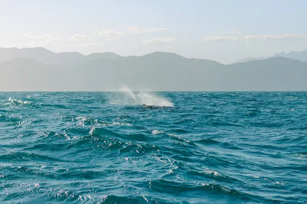 Açık Deniz 'de Dağ Arkaplanı ile Balina Fırtınası