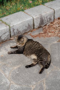 Kaldırım kenarındaki Taş Asfaltta yatan Tekir Kedi