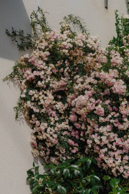 Çiçek açan pembe ve beyaz güller duvarda