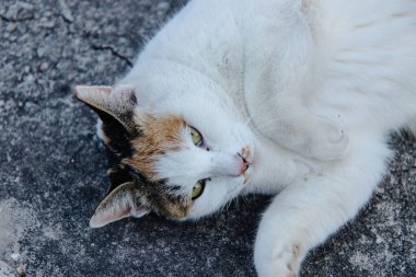 Calico Kedisi Köşkte Rahatlıyor