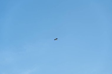 Açık mavi gökyüzünde uçan tek bir kuş