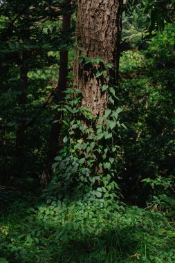 Yoğun ormanlarda sarmaşıkla kaplı bir ağaç gövdesi.