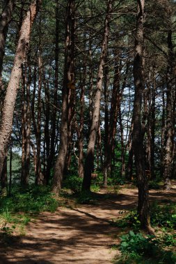 Orman yolu uzun ağaçlar ve yapraklarla çevrili