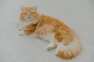 Yumuşak turuncu kedi yerde dinleniyor.