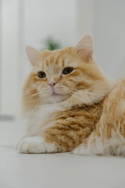 Yumuşak turuncu kedi rahatça dinleniyor..