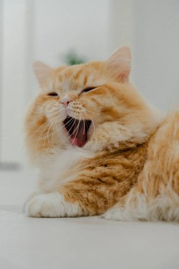 Yatakta esneyen tüylü kızıl kedi..