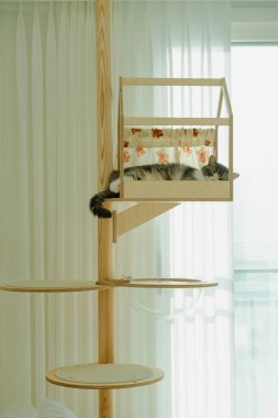 Kedi ağaçta huzur içinde uyuyor..